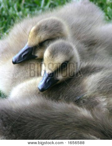 Baby Gänse