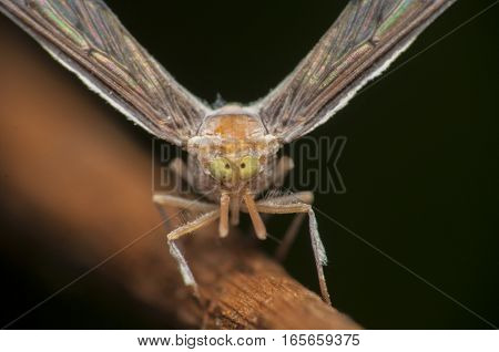 moth on a wooden branch green background