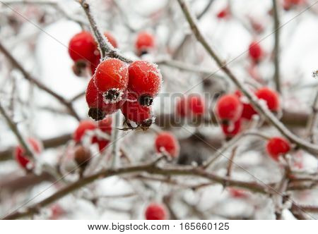 Red rosehip berries in winter frost closeup. Foto