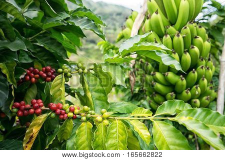 coffee bush and banana tree in Tierradentro Colombia