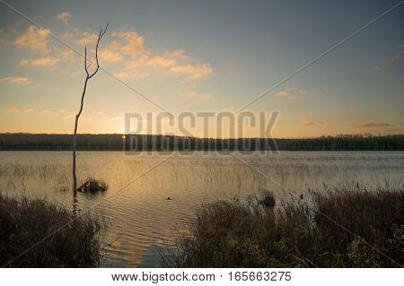Peaceful image of silhouettes of a dead tree trunk cattails and grasses at dawn with a yellow sunrise. A breeze gives the lake a few little waves.
