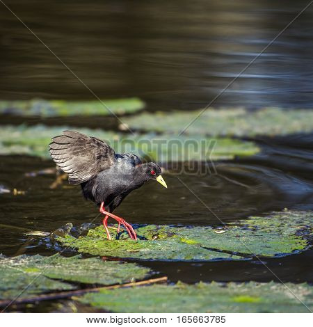 Black crake in Kruger national park, South Africa ; Specie Zapornia flavirostra family of Rallidae