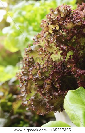 fresh lettue hydroponics for helth in garden