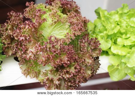 fresh lettue hydroponics for helth in garden