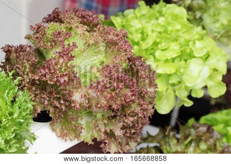 fresh lettue hydroponics for helth in garden