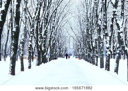 beautiful winter park with many big trees and path