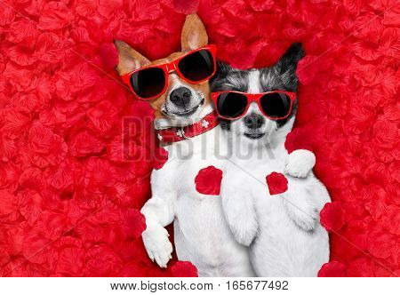 couple of two  dogs lying in bed full of red rose flower petals as background  , in love on valentines day, cuddle and embracing a hug