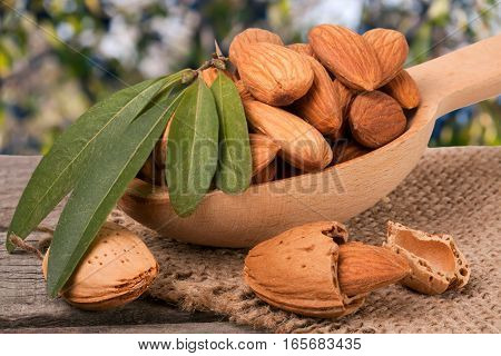 heap of peeled almonds with leaf on a wooden table with blurred garden background.