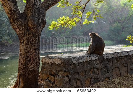 A small wall with a monkey sitting on it besides a tree in India. The animal in pensive pose stares at the river and trees in front of him. The picture is taken from the monkey's backside. The picture has a calm and thoughtfull atmosphere.