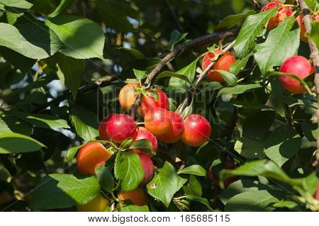 red ripe plums among the leaves on a tree branch