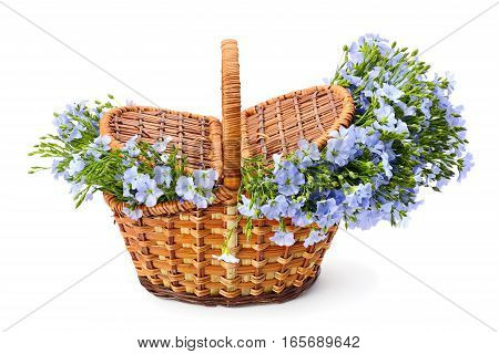 Flax flowers in a wicker basket isolated on white background