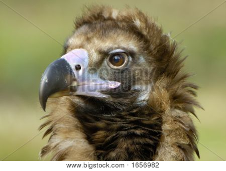 Portrait Of A Cinereous Vulture