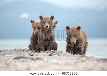 Portrait of an adorable little bears (Kuril lake, Kamchatka, Russia)