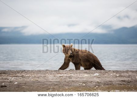 Bear teen caught salmon fish (Kuril lake, Kamchatka, Russia)
