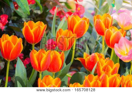 Tulip. Beautiful Bouquet Of Tulips. Colorful Tulips.
