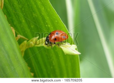 Picture of a seven-spotted ladybug sitting on a plant