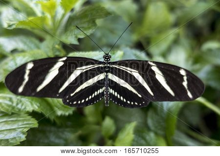 Zebra Longwing, (Heliconius charitonia) - butterfly,close up