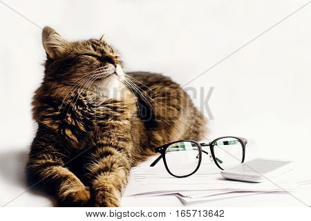 Cute Cat Sitting Sleeping On Table With Glasses Phone And Paper, Working Home Concept, Space For Tex