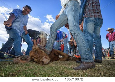 August 13 2016 Ibarra Ecuador: man steps on bull's head to restrtrain it while horn protectors are installed during a local rodeo in La Esperanza