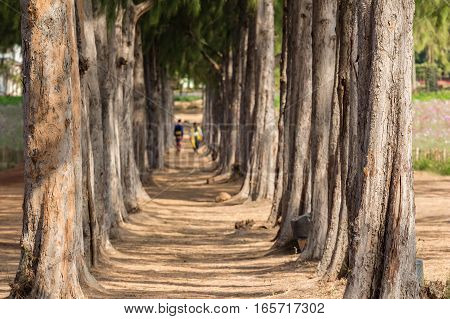 walkway between pine tree with couple background