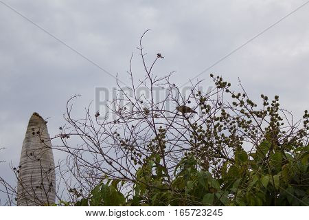 Branches of tree with seeds and a bird. Tree with dried branches and seeds.