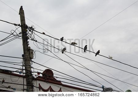 Many pigeons on an electric wires. Doves sitting on a power lines.