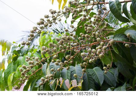 Green leaves and fruits growing on a tree.