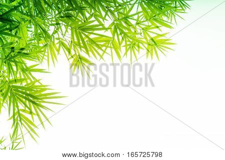 Bamboo leaves Isolated on a white background