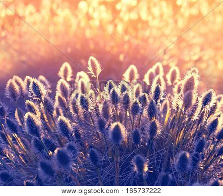 Plant cotton grass (Eriophorum vaginatum). Cotton grass during blooming in early spring at sunset background.