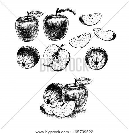 Hand drawn set of apples. Retro sketches isolated. Vintage collection. Linear graphic design. Black and white image of fruit. Vector illustration.