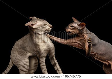 Closeup Two Peterbald Cats, family Fight, hairless and silver, female attack male, isolated black background