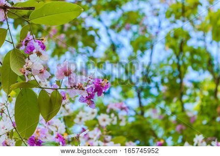 Tabak flower as beautiful of purple flower selective focus