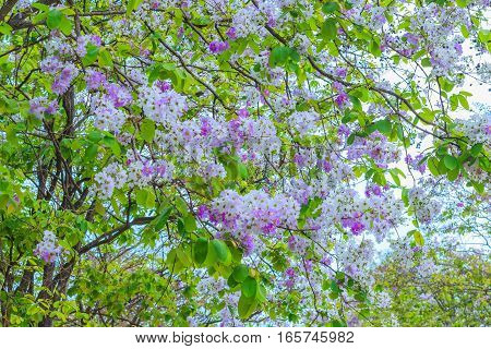 Tabak flower as beautiful of purple flower selective focus