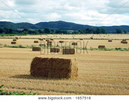 Hay Bales