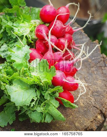 Fresh radishes two with tops on a wooden stump sunny day