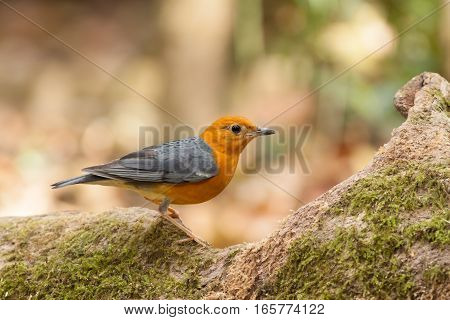 Orange-headed Thrush bird stand on tree root