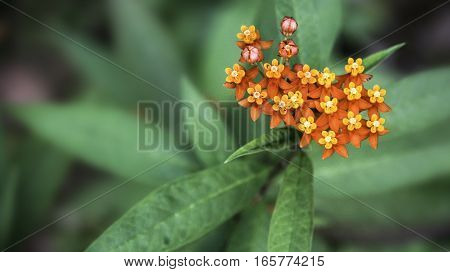 Wild flower with yellow and orange petal