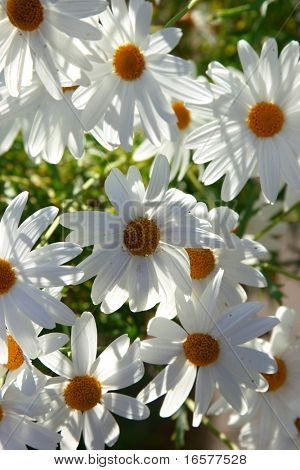 Fredelig hvide blomster baggrund