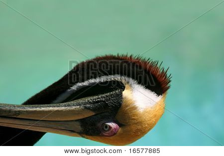 Humoristinen kuva hämmentynyt pelican