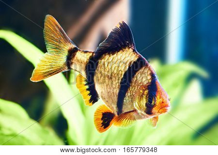 Aquarium Fish - Barbus Puntius Tetrazona