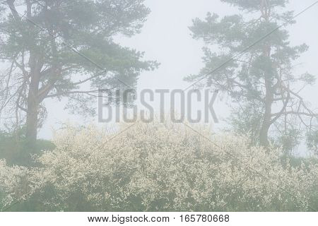 Big blossoming whitethorn bush in the fog with two pine-trees in the background