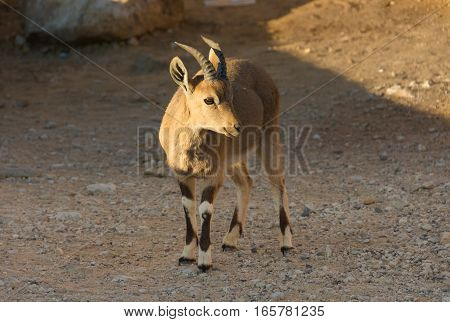 Nubian Ibex Goat Ramon Crater In Israel