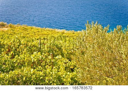 Vineyard And Olive Plantage By The Sea