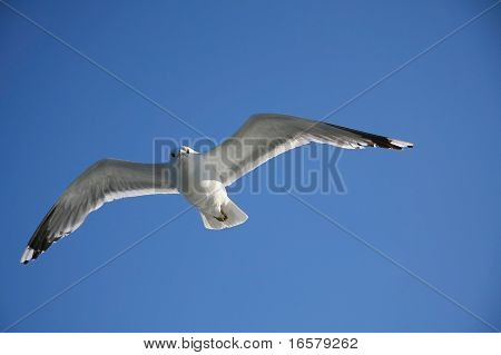 Seagull Flying In The Air