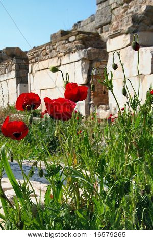 Poppies And Stones