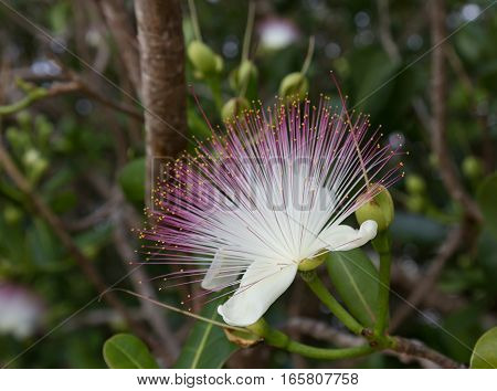 Flower Barringtonia asiatica Fish Poison Tree Sea Poison Tree closeup on blurred gray green background