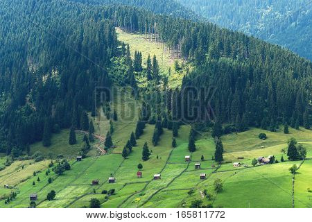 Mountain landscape in bucovina with green fields, pine forest and small houses, romania