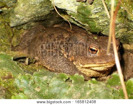 Photo of a big brown toad hiding between the rocks