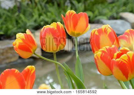 Colorful Tulips. Tulips In Spring,colourful Tulip.
