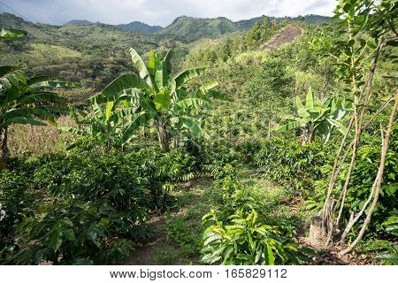coffee plants and banana trees alternate in the Colombian highlands in TIerradentro